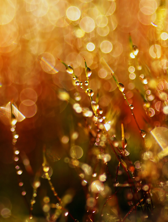 13 kwiecień imieniny