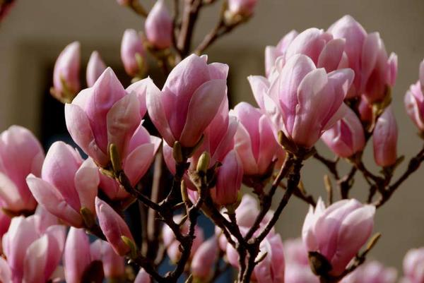 22 kwiecień imieniny