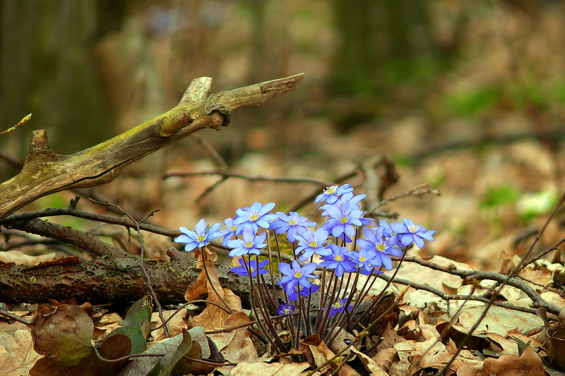 17 kwiecień imieniny